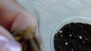 Ранункулюс: посадка клубеньков на рассаду