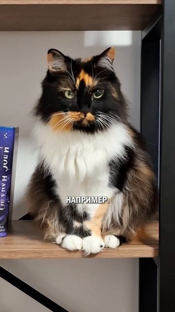 Коты и собаки в языке коткультура