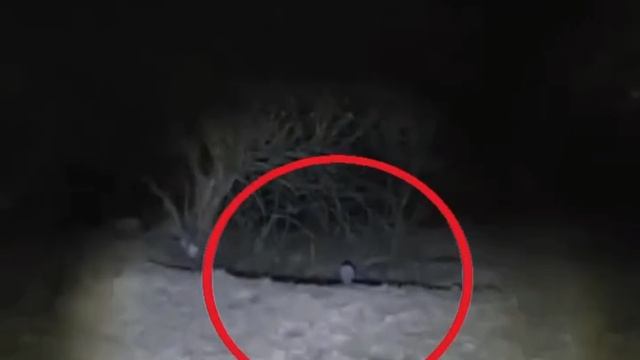 Инопланетяне Уже Среди Нас