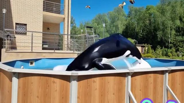 8eedd7b14da11f18e468aa4a5dd82bc_1