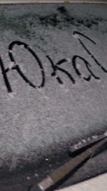 Аляскинский Маламут Юкас