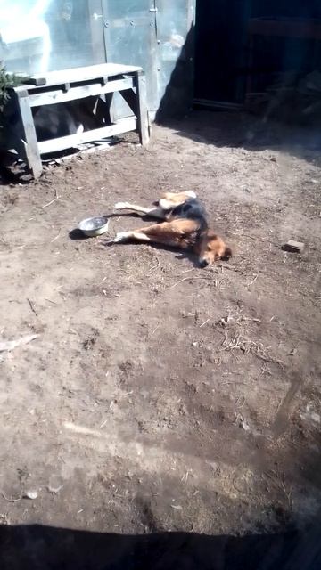 абажрался и спиш без задних ног мёртвым