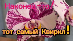 Квиркл!В ЭТОТ раз ПОВЕЗЛО!🤩Зацвёл ещё давний подарочек!🥰