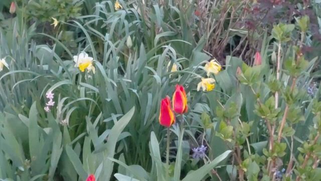 Железноводская красота  в середине весны  .26 г.