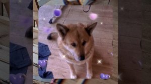 1000056197.mp4 (Собака наблюдает за устройством лестницы на 2-ой этаж в доме А-фрейм)