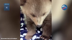 Волонтеры спасли 3-месячного медвежонка-сироту во Владикавказе