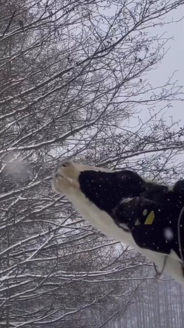 #зоотехния #кормозаготовка #крс #сенаж #агрономия #агрохолдинг #апк #комбикорм #агроновости #кфх