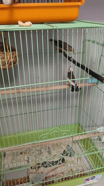 Агрессивные амадины 16.04.2026