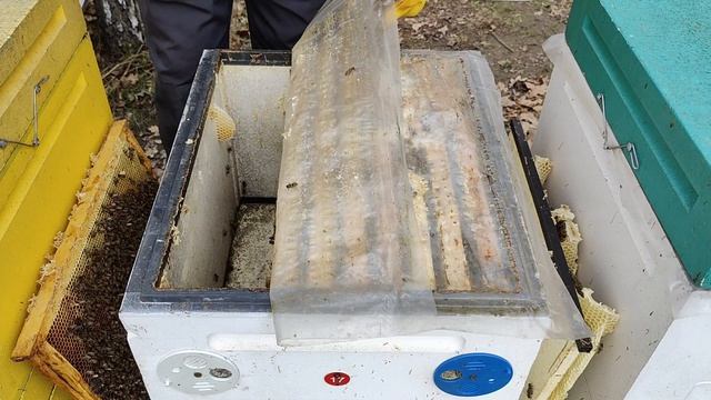 Осмотр количества расплода в улье спустя месяц