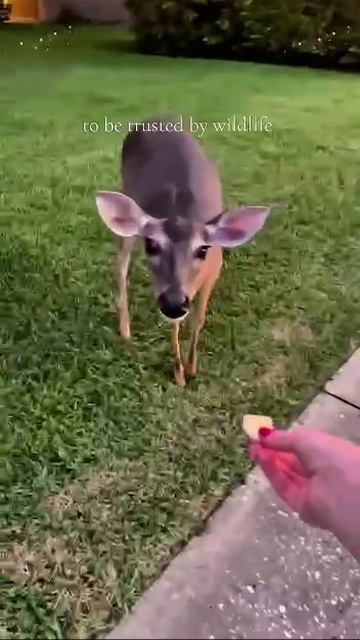 Моменты когда дикие животные доверяют.