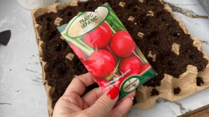Сею редис в ячейки из под яиц для раннего урожая.