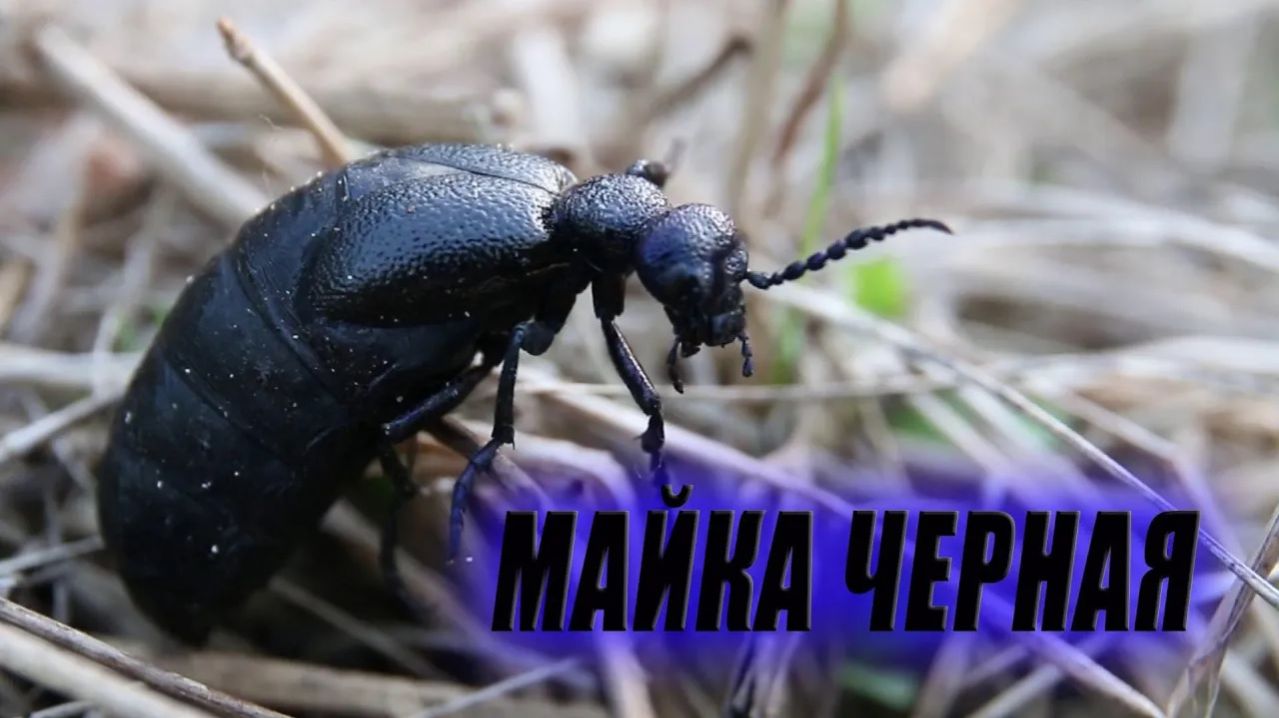 КОРОТКО о Майка обыкновенная или майка чёрная лат. Meloe proscarabaeus  Миллиметровая Вселенная