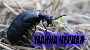 #КОРОТКО о Майка обыкновенная, или майка чёрная (лат. Meloe proscarabaeus) / Миллиметровая Вселенная