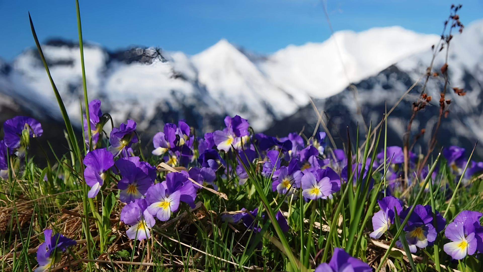 Фиалки на снегу. Слова и музыка Юрия Крикунова