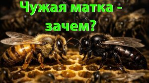 «Своя порода не устраивает?» Кашковский о том, зачем меняют чужую матку 🔄🐝