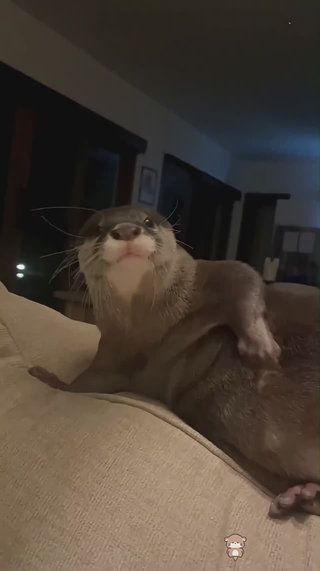 Приколы с выдрами Смех до слезПриколы с животными