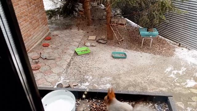 белки с утра до вечера