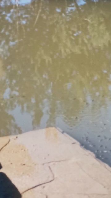 Свой пруд на участке. Мальки греются на солнышке. 🤗😁 🐟