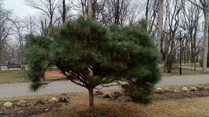 Краснодар. Городской сад. Добрый Ангел Мира.