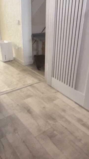 Дддоообббррроооеее ууутттрррооо!!! #рек #кошка