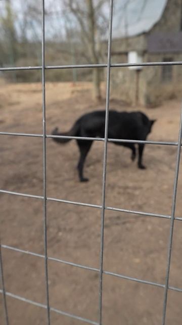 Экскурсия по внутреннему двору приюта Верность