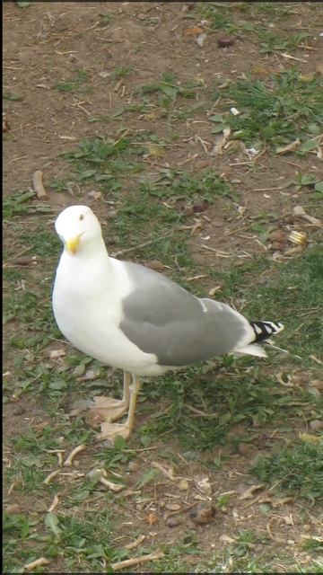 Смотрит на мои окна на кухню