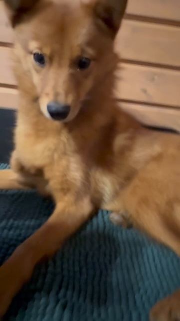 Под ЛАПОЙ у Тони! Under Tonyas PAW!