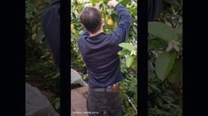 Поездка на экскурсию в Павловский лимонарий, в оранжерею цитрусовых.