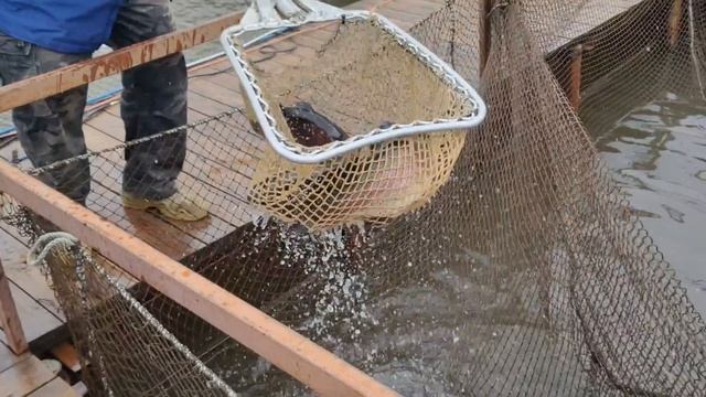 запуск форели