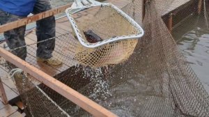 запуск форели