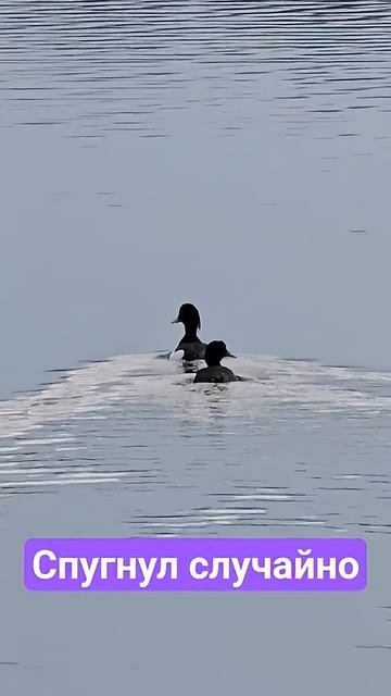Одна ошибка и все утки в панике #дикаяприрода #животные #shorts