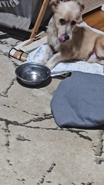 Ужин Снежка