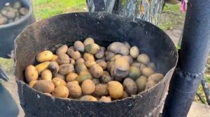 Автономная жизнь на украинской ферме. Домашняя молочная продукция. Сбор урожая.