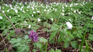 Р. Рождественский. Реквием. Поэма. Фрагмент 2 из 2