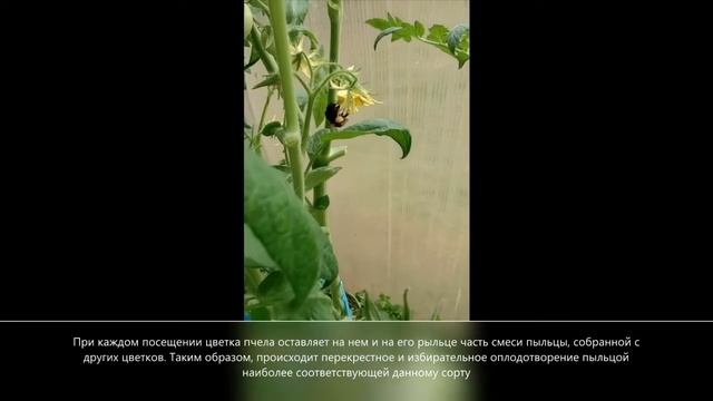 Как влияет на вкус плодов опыление цветка томатов пчелой