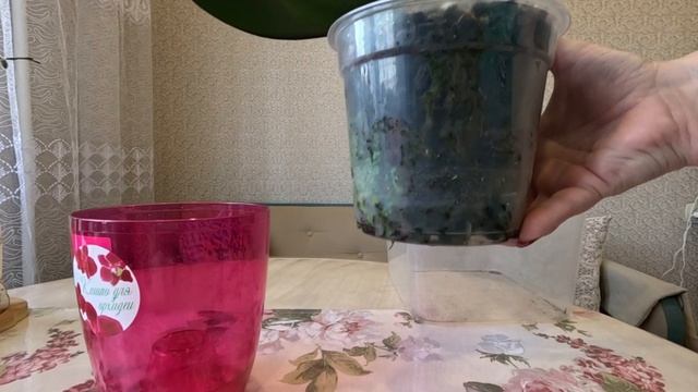 Как замедлить рост томатов.Перевожу Орхидеи нв фетильный полив.