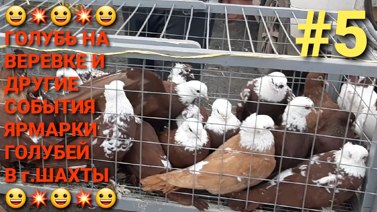 😀💥😀 Голубь на веревке и другие события на ярмарке голубей в г.Шахты. Птичий рынок. Часть 5.