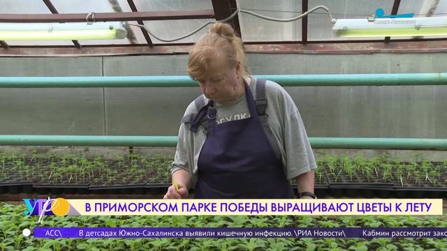 Как в Приморском парке Победы выращивают цветы к лету