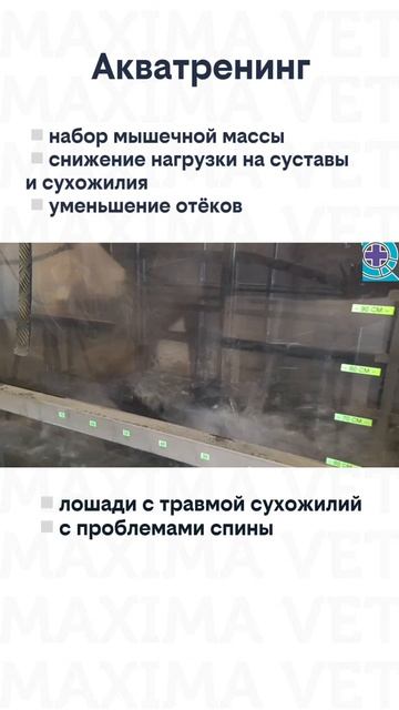 Акватерапия для лошадей в МАКСИМА ВЕТ - эффективная реабилитация https:maximavet.rureabilitatsiya