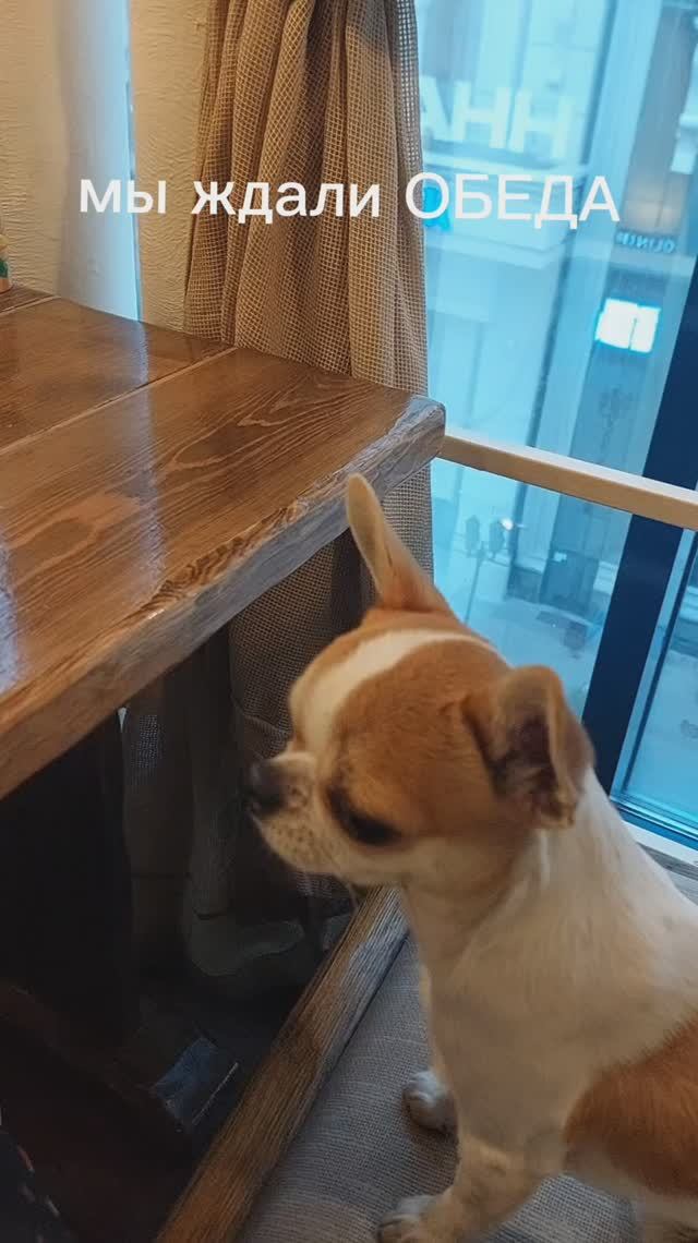 ЧихуахуаРедиОБЕД В КАФЕ