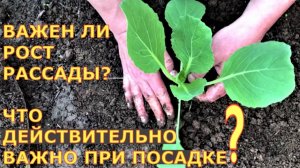 РАССАДА КАПУСТЫ ранней, цветной, брокколи. КОГДА и КАК сеем, когда  и какую рассаду высаживаем?