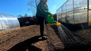 Самая Первая и Важная ПОДКОРМКА ЧЕСНОКА И ЛУКА!!