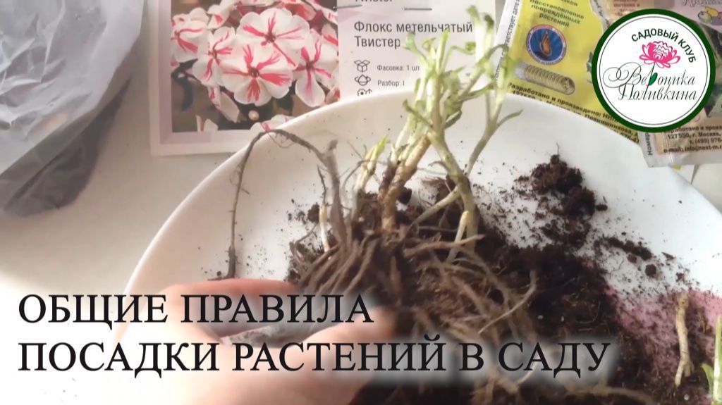 ПРАВИЛА ПОСАДКИ РАСТЕНИЙ В САДУ