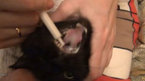 Как КОШКЕ дать ТАБЛЕТКУ!!! Как кошкам дать лекарство таблетку Кошка Кошки Кот Котенок