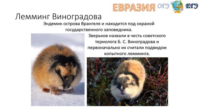 Эдемики Евразии