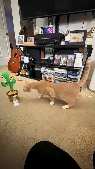 Смешные котики.