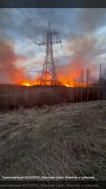 Трава горит возле Гатчинской ЛЭП в районе деревни Вайялово.