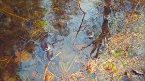 Лягушки московские по весне...