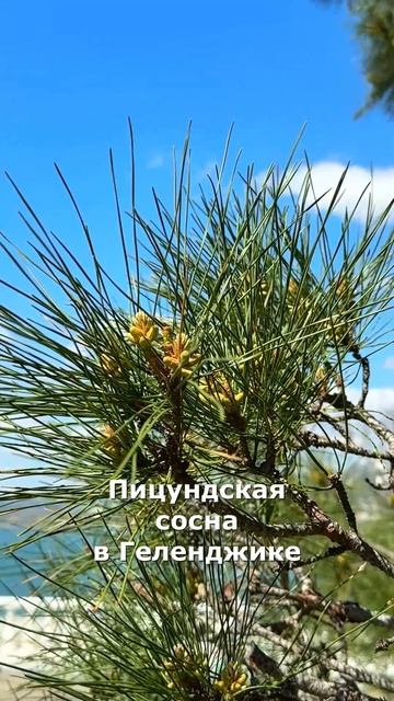 Пицундская сосна в Геленджике. АН Фрегат в Новороссийске
