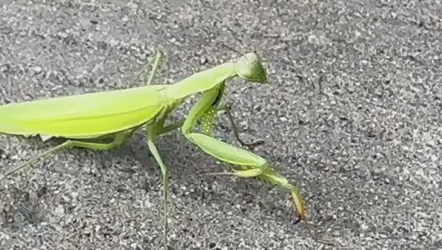 Богомол и колесо Boing777